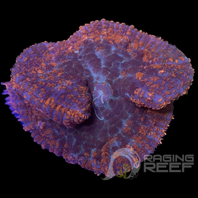 Champignon Rhodactis Rouge