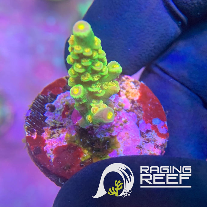 Walt Disney Acropora frag