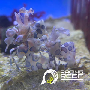Harlequin Shrimp