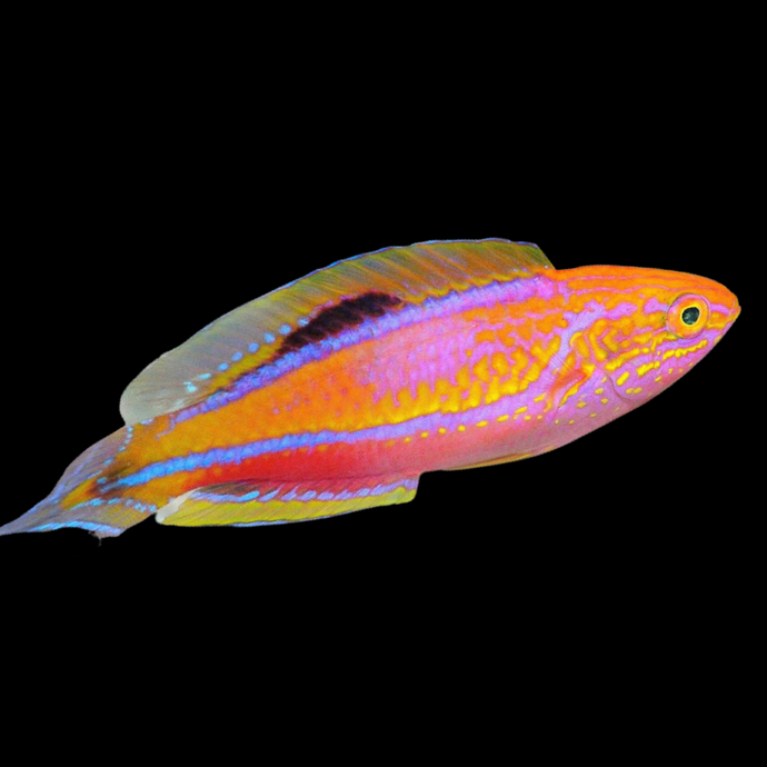 Pintail Wrasse