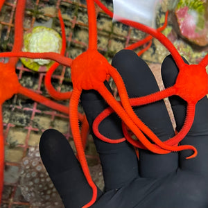  Serpent Starfish Rouge