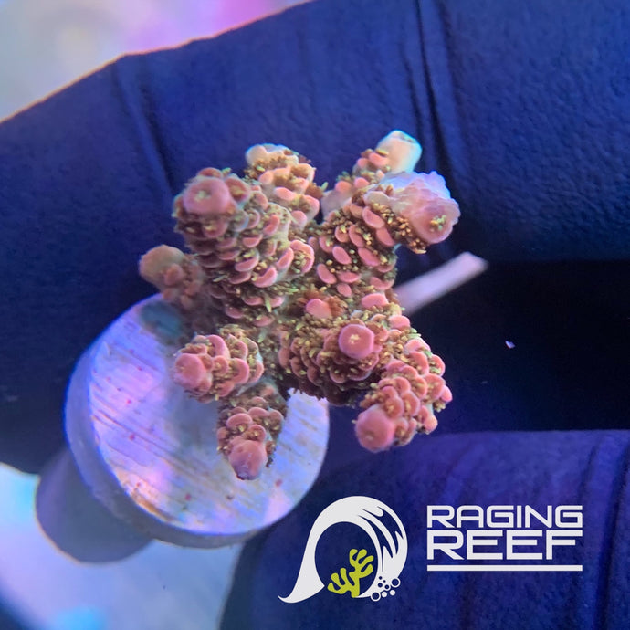 Rainbow milipora Acropora frag