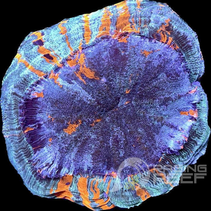 Acanthophyllia