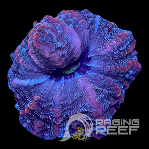 Ultra Indophilia pink & blue