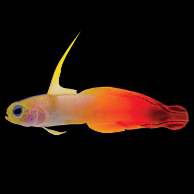 Raging Fish All Fish – Raging Reef