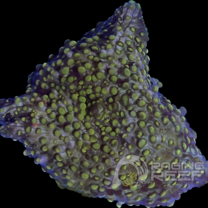 Discomosa verte