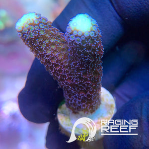 Stylophora frag pourpre de la mer Rouge