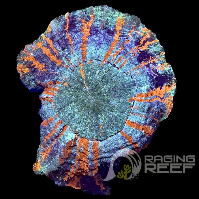 Acanthophyllia