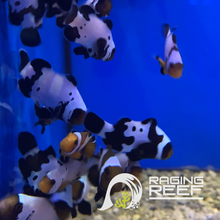 Charger l&#39;image dans la galerie, Snowflake Orange&amp;Black ocellaris clown
