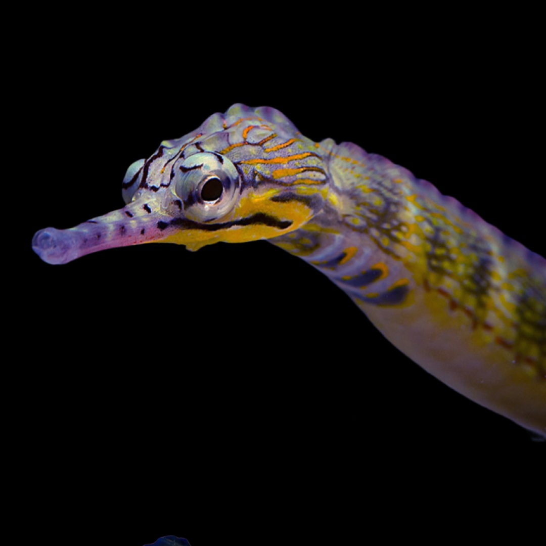 Dragonface pipefish sales care