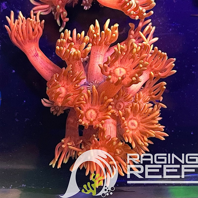 Ultra Fireball Goniopora frag