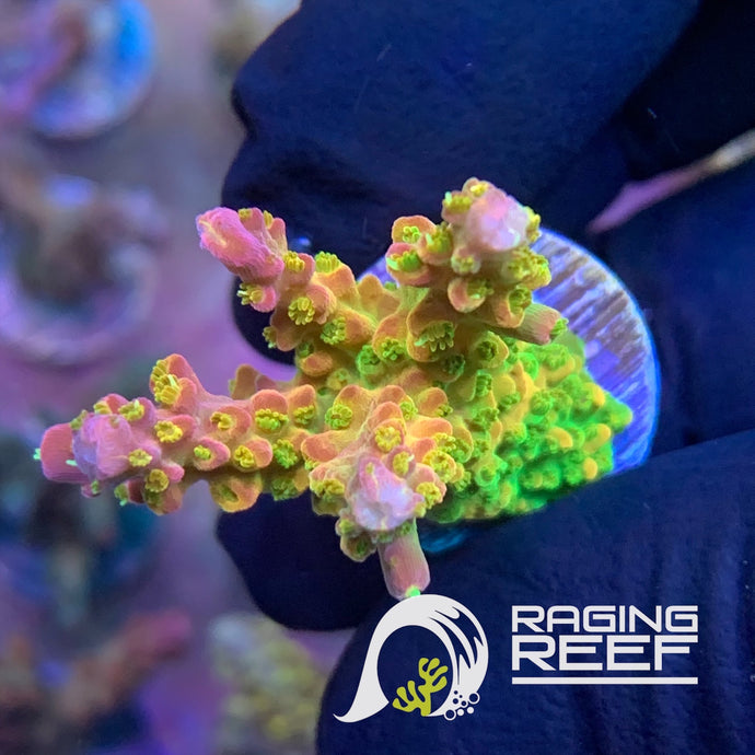 RR Rainbow Loom Acropora frag