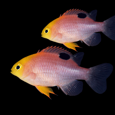 Raging Fish All Fish – Raging Reef
