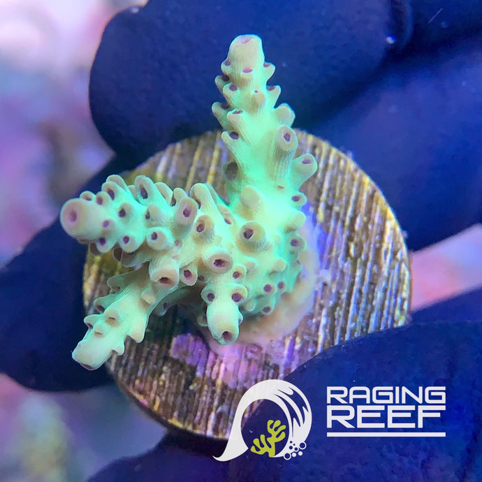 Limeade Nasuta Acropora frag