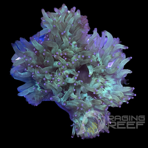 Purple Tip Elegance Frag