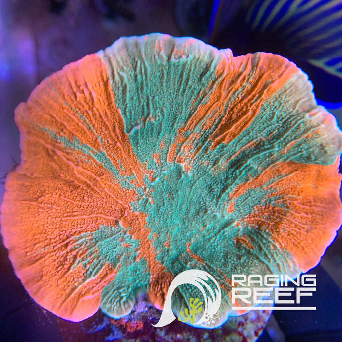 WWC Grafted Montipora Cap colony WYSIWYG