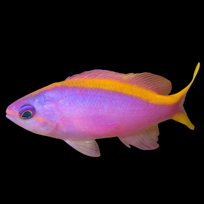 Anthias reine violette