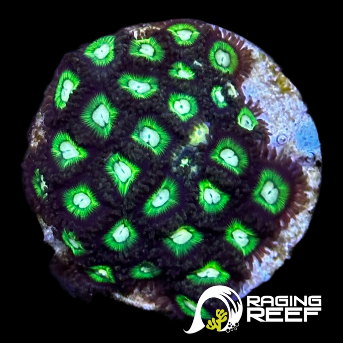 Japanese Zoas neon green