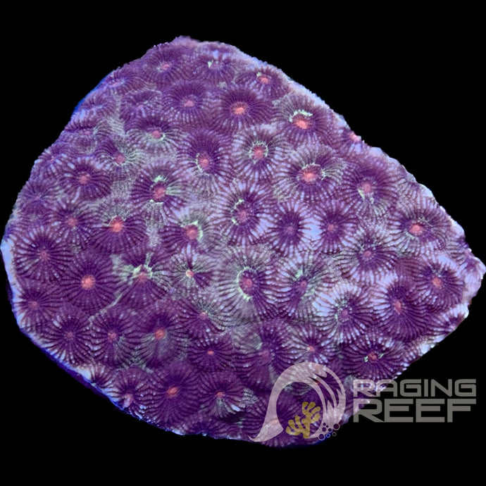 Favia Colony