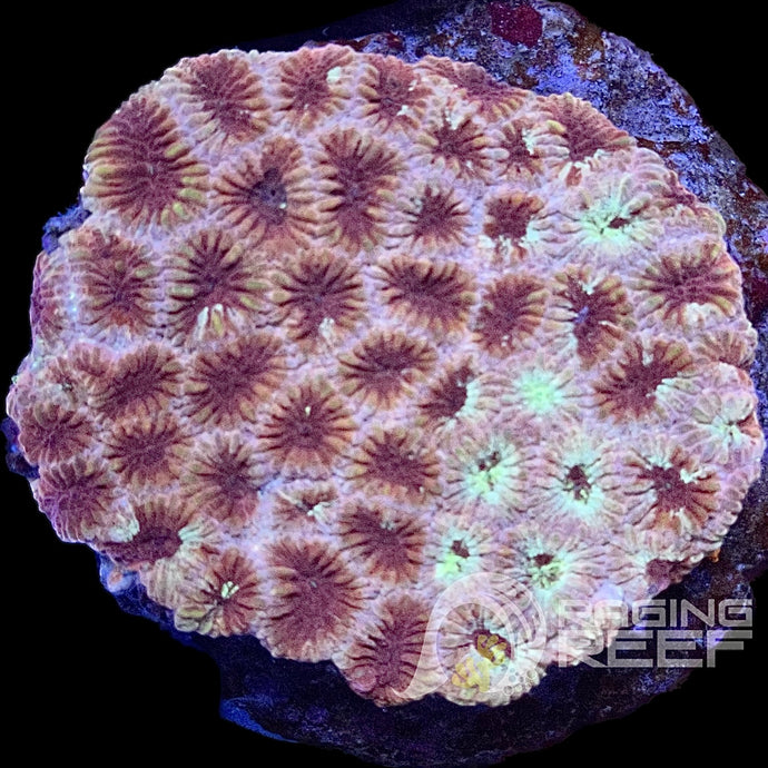 Favia Colony