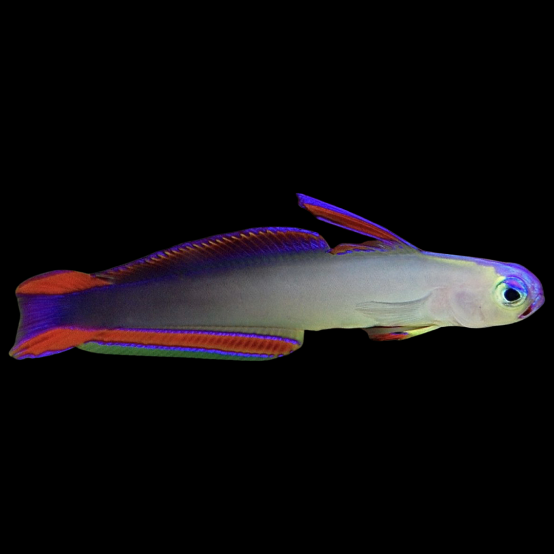 Purple Firefish – Raging Reef