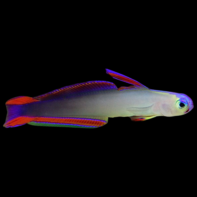 Poisson-feu violet
