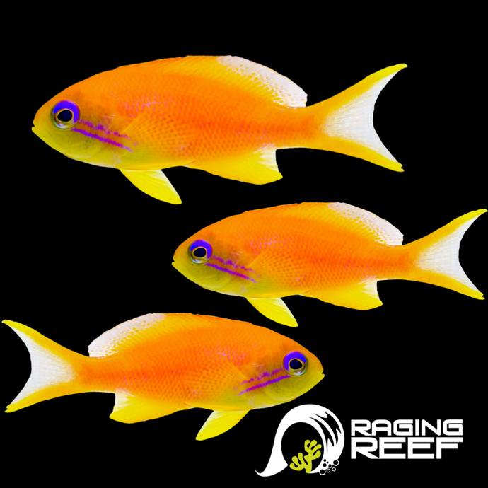 Anthias aux yeux bleus