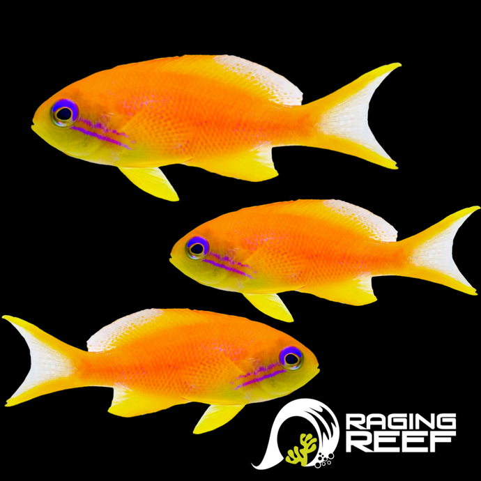 Blue eyed Anthias