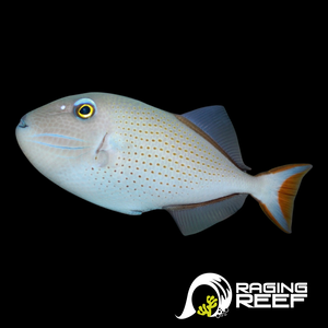 Sargassum trigger small