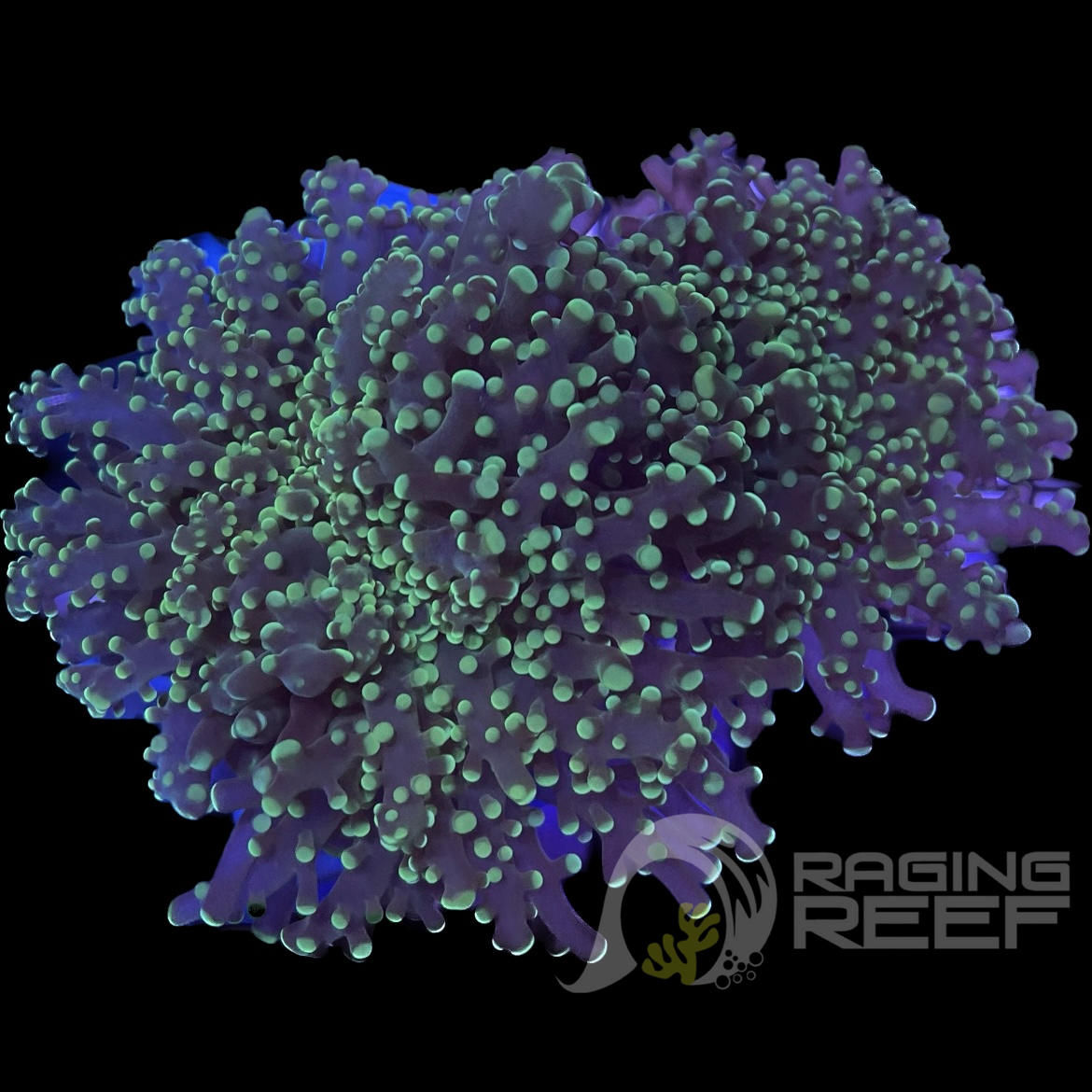 Neon Green Frogspawn Frag – Raging Reef