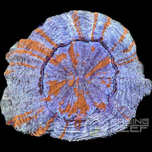 Acanthophyllia