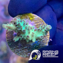 Load image into Gallery viewer, Limeade Nasuta Acropora frag
