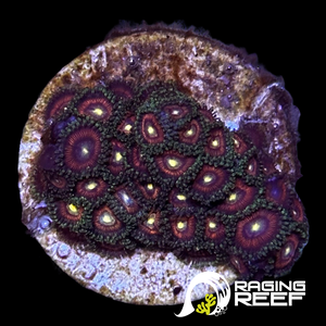 Japanese Zoas pink green