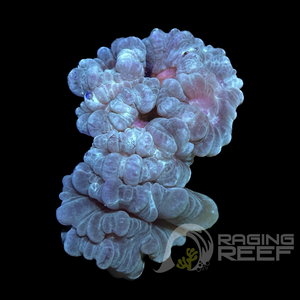 Neon Green Candy Cane Frag