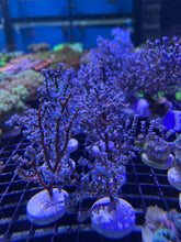 Load image into Gallery viewer, Blueberry Seafan
