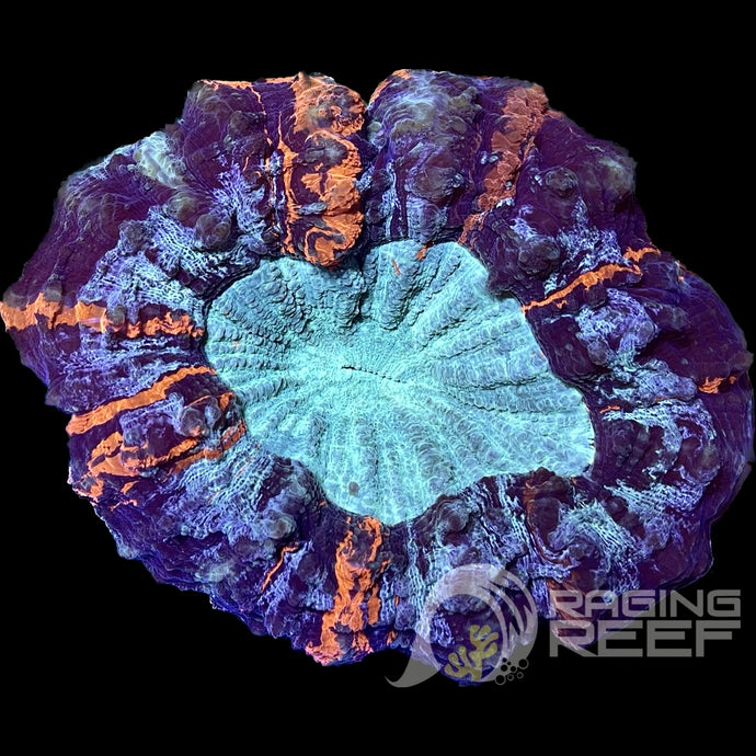 Acanthophyllia