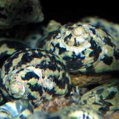 Mexican Turbo Snails