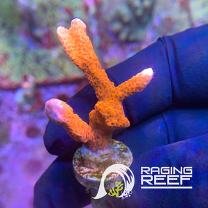 Bright Orange Montipora digitata