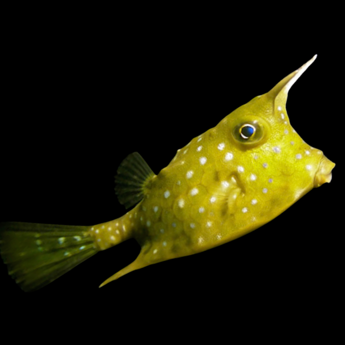 Longhorn cowfish