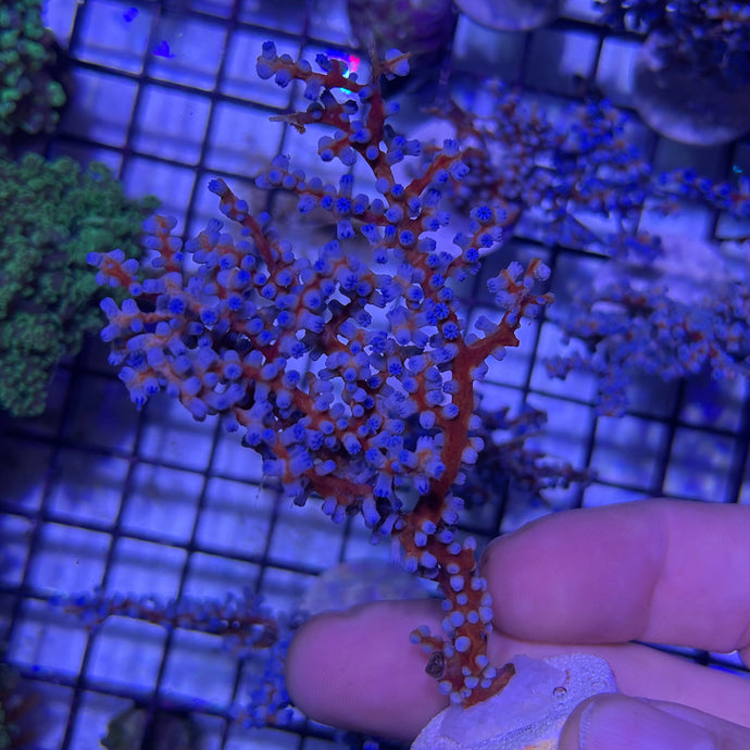 Blueberry Seafan