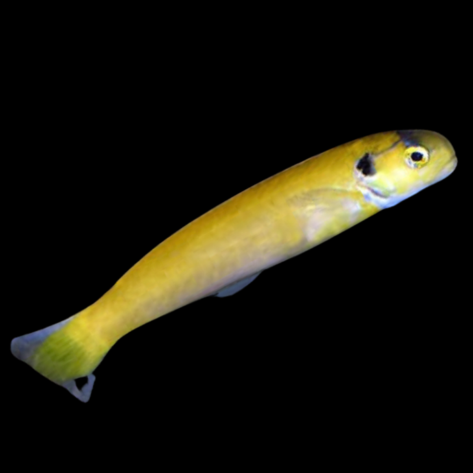 Yellow Tilefish