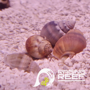 Nassarius Snail