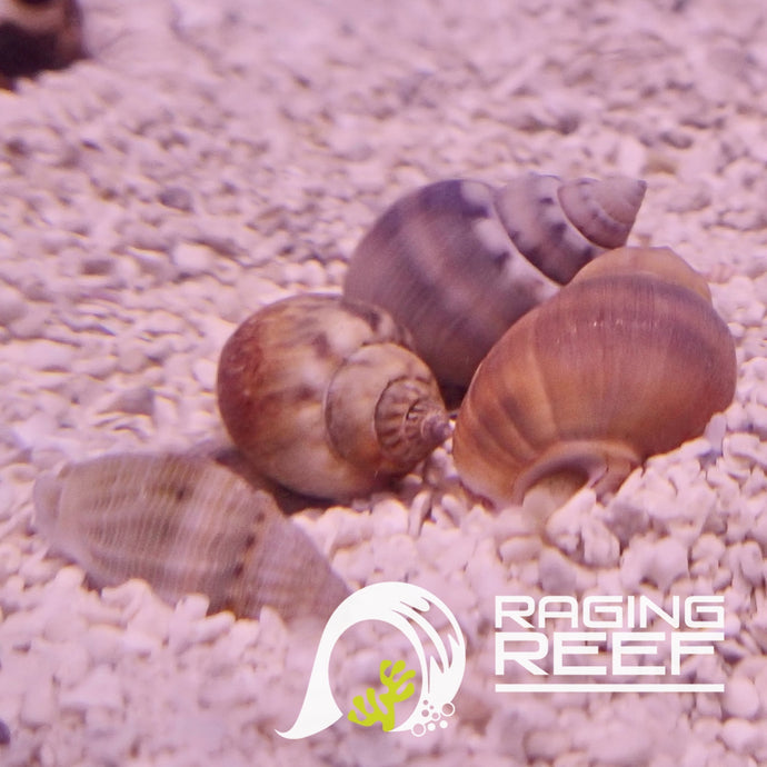 Nassarius Snail