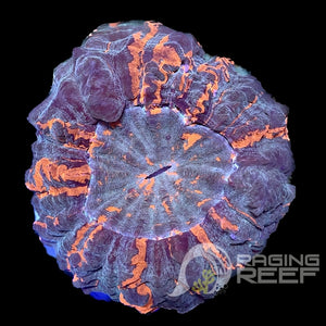 Acanthophyllia