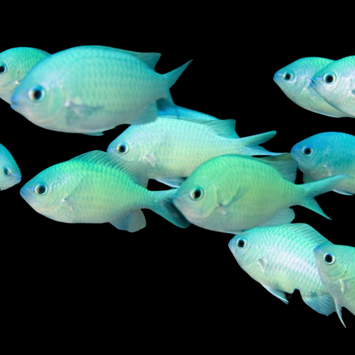 Chromis bleu-vert