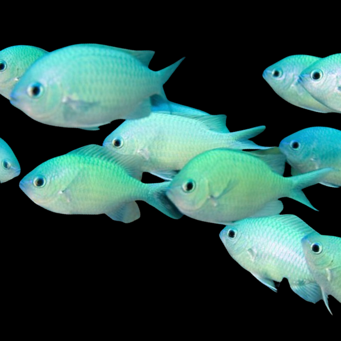 Blue Green Chromis